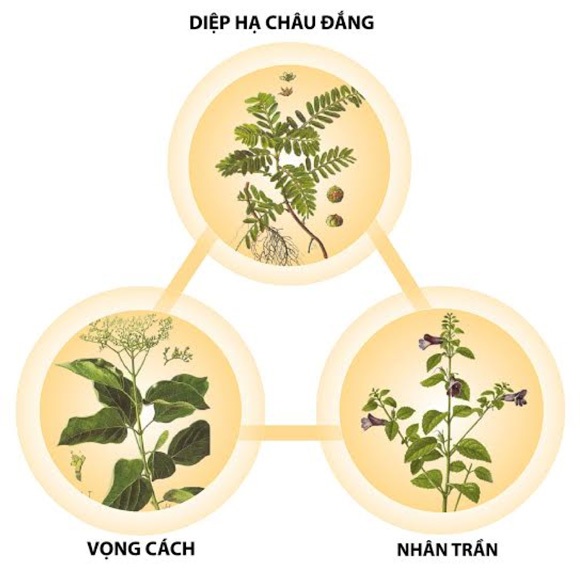 Bí quyết để nói không với mệt mỏi do bia rượu dịp Tết - 2 Công thức kết hợp có
tác dụng bảo vệ gan khỏi bia rượu