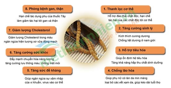 Đông trùng hạ thảo nào để bạn lựa chọn? - 2 Đông trùng hạ thảo nào để bạn lựa chọn?