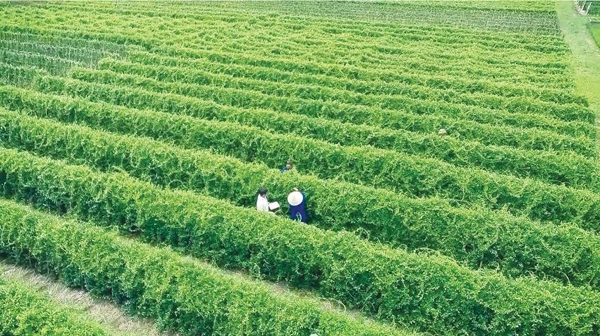 Vùng trồng Dây Thìa Canh – đạt chuẩn GACP – WHO của Nam Dược