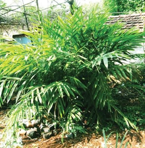 Gia tăng tỷ lệ mắc viêm gan do rượu bia - 2 Thanh Tuyền
