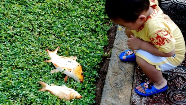 HIểm họa khi ăn cá kênh Nhiêu Lộc: ung thư, suy thận... - 3 Câu cá ở kênh Nhiêu Lộc
vừa phá hoại môi trường mà ăn cá đó còn có nguy cơ mắc bệnh (Ảnh minh họa)