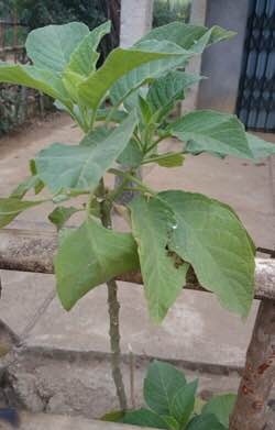 Suýt tử vong vì ăn lá cây hoa chuông - 2 Cây hoa chuông