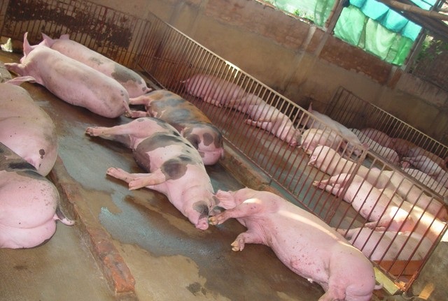 Kinh ngạc loại “thuốc” vỗ lợn tăng 30 - 40kg/tháng - 2 Lợn ăn “thuốc” là ngủ li bì.