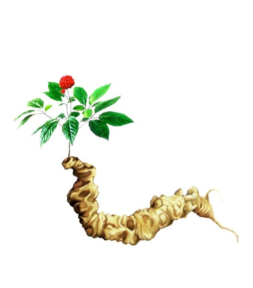 Bí quyết chống stress cho nam giới trung niên - 2 Không chỉ là một loại rau ăn giàu dinh dưỡng, măng tây còn
là một dược liệu quý.