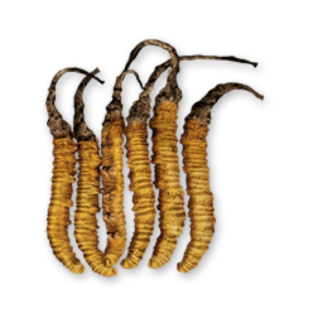 Những “viagra” tự nhiên dành cho quý ông - 4 Không chỉ là một loại rau ăn giàu dinh dưỡng, măng tây còn
là một dược liệu quý.