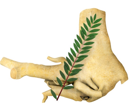 Những “viagra” tự nhiên dành cho quý ông - 5 Không chỉ là một loại rau ăn giàu dinh dưỡng, măng tây còn
là một dược liệu quý.