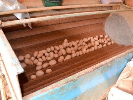 Nhuộm màu, tẩy tem: Hàng Trung Quốc thành đặc sản Đà Lạt - 2 Máy rửa và nhuộm khoai tây Trung Quốc thành khoai Đà Lạt