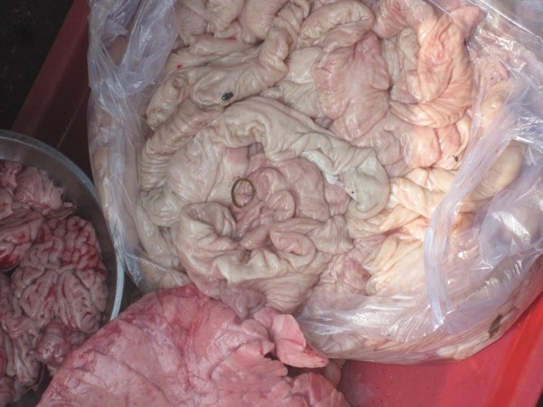 Ruồi, dây thun đầy bụi đất dính vào nội tạng