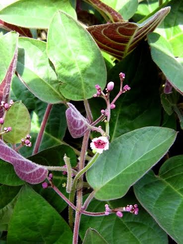 Những hệ lụy từ viêm đại tràng mạn tính - 1 Lá Mơ Lông là thảo dược tốt cho đại tràng