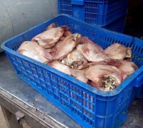Phạt hơn 82 triệu đồng công ty chuyên nấu ăn cho học sinh - 1 Cá chết công ty Phú Nhật Hào bị phụ huynh trường tiểu học
Long Bình phát hiện.