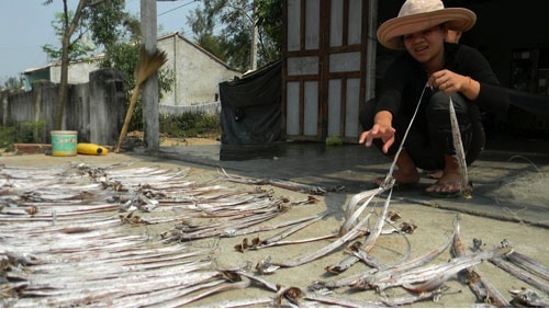Phơi cá hố ở (Quảng Nam)