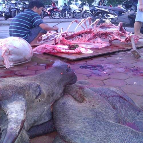 Trâu thối, lợn sề về Việt Nam thành bò ngoại giá chát - 4 Một đồ tể đang lọc mỡ, gân
lợn sề chuẩn bị tẩm ướp thành thịt bò.