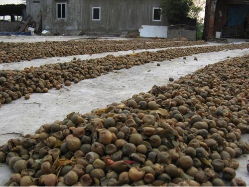 Quất thối, giập nát được phơi khô để làm ô mai ở phường Đồng
Mai (Hà Đông, Hà Nội)