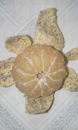 Quả quýt bị mốc