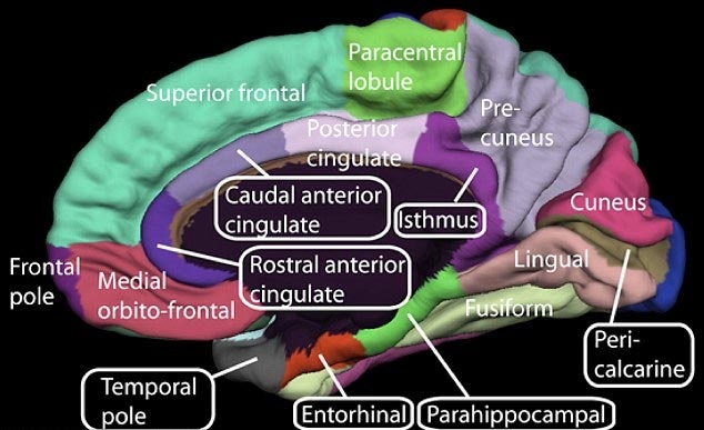 Thuốc ngừa thai có thể gây teo não? - 2 Thuốc ngừa thai có thể gây teo não?