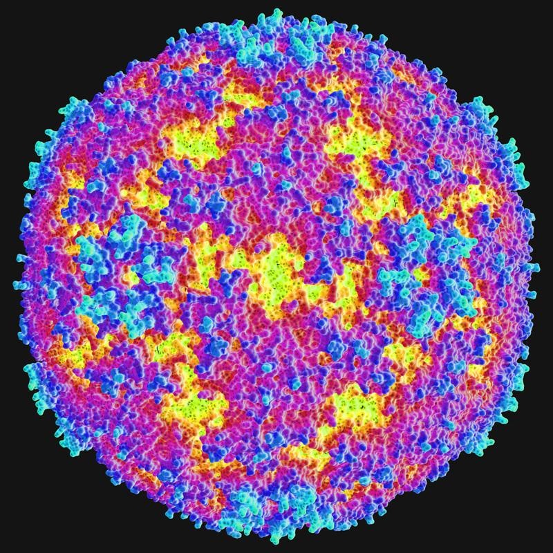 Vi rút đột biến gây bệnh giống bại liệt - 1 Các enterovirus, như EV-D71 ở trên, nói chung không gây bại
liệt.
