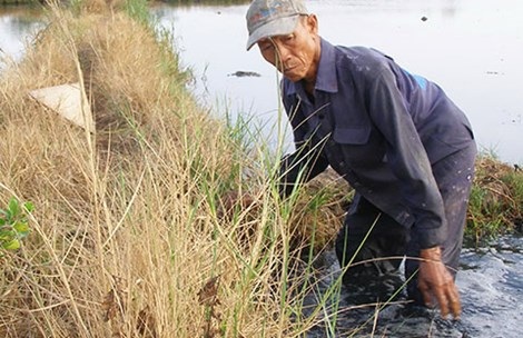 Hiện tượng lạ: Chân đen thui sau lội ruộng - 1 Hiện tượng lạ: Chân đen thui sau lội ruộng