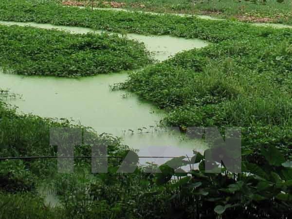 Hưng Yên: 209 trẻ em ở làng nghề Đông Mai bị phơi nhiễm chì - 1 Nước ao chuyển màu xanh vì nhiễm độc chì (Ảnh minh họa: Quốc
Việt/TTXVN)