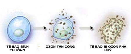 Máy bơm nước ozone diệt khuẩn như thế nào? - 2 Mô phỏng các bước diệt vi khuẩn của ozone