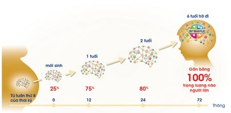 3 điều mẹ cần biết để phát triển trí não trẻ ngay từ đầu - 1 Thời kỳ vàng của quá trình phát triển trí não