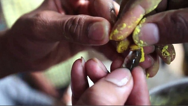 “Rùng rợn” cảnh nuốt cá sống để chữa bệnh hen ở Ấn Độ - 2 Cách chứa bệnh này
là bài thuốc bí truyền của dòng họ Bathini Goud.