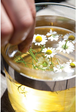 Trà camomile được cho là có đầy đủ
các lợi ích đối với sức khỏe