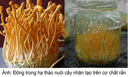 Đông Trùng Hạ Thảo nuôi cấy theo công nghệ Canada - 1 Đông Trùng Hạ Thảo nuôi cấy theo công nghệ Canada