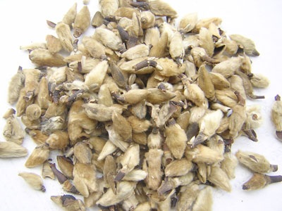 Tân Di - vị thuốc
quý giúp