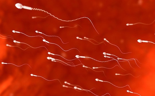 Đổ xô đi bán tinh trùng với giá 18 triệu đồng - 1 Đổ xô đi bán tinh trùng với giá 18 triệu đồng