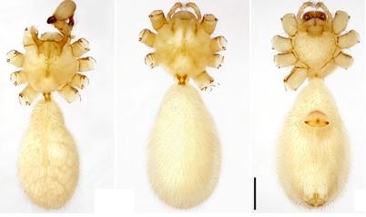 Việt Nam công bố 19 loài nhện mới - 2 Loài Pholcus caecus sp.nov.