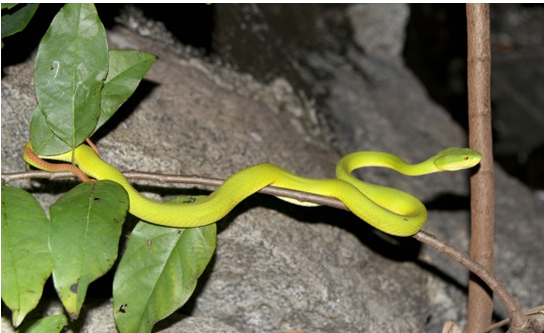 Rắn lục đuôi đỏ