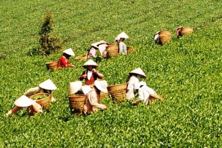 Dân trồng chè vẫn nghèo chỉ tại... “văn hóa trà”?