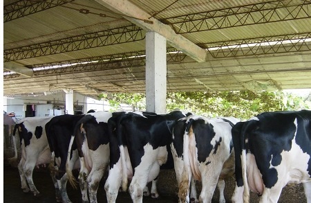 Việt Nam nhập khoảng 1,2 triệu tấn sữa mỗi năm - 1 Ngành bò sữa Việt Nam có nhiều tiềm năng phát triển