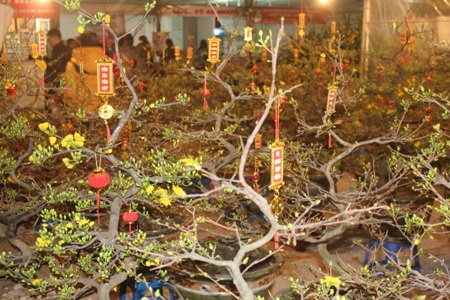 Mỗi chậu hoa lan có giá từ 2,5 - 5 triệu đồng