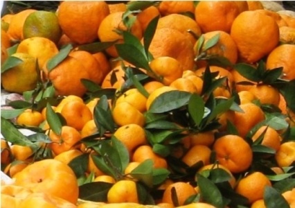 Lại phát hiện quýt, thịt gà nhiễm độc - 1 Phát hiện quýt nhập khẩu từ TQ có tồn dư thuốc BVTV vượt mức cho phép (Ảnh minh họa)