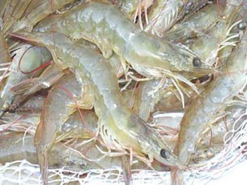 Con tôm mang về cho Việt Nam 2,5 tỷ USD - 1 N
