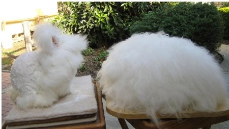 Lông thỏ có thể dùng để đan, thêu, móc