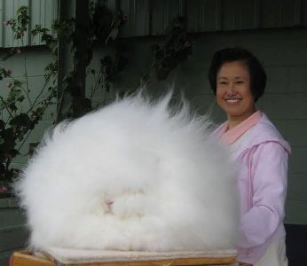 Bà Chu và chú thỏ