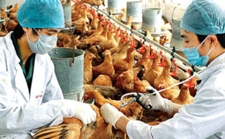 Cúm A/H7N9 diễn biến phức tạp ở Trung Quốc, trong đó có tỉnh giáp biên giới phía Bắc VN