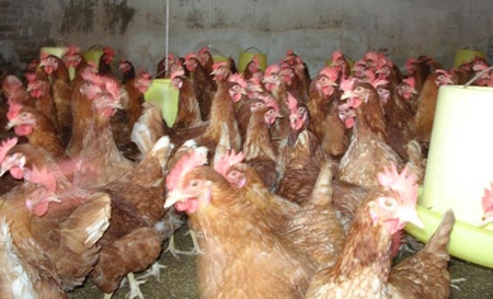 Nghiêm cấm vận chuyển, buôn bán các gà loại thải từ Trung Quốc vào Việt Nam