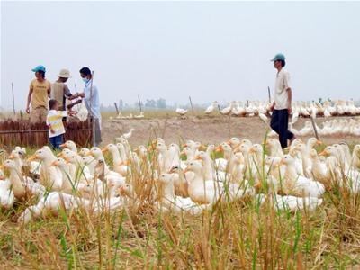 Dịch cúm A/H5N1 tiếp tục lan rộng - 1 Tỉnh Trà Vinh là điểm nóng cúm gia cầm A/H5N1