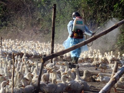 Chỉ còn 5 tỉnh có dịch cúm gia cầm - 1 Hà Giang là tỉnh duy nhất ở miền Bắc còn dịch cúm gia cầm (Ảnh minh họa)