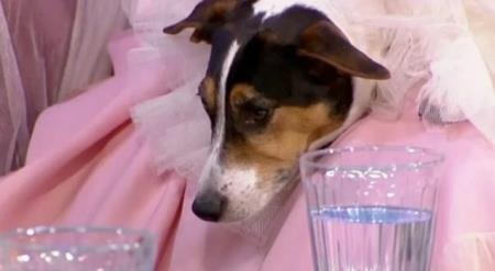 Tổ chức đám cưới long trọng với chó cưng - 3 Sheba là giống chó Jack Russell