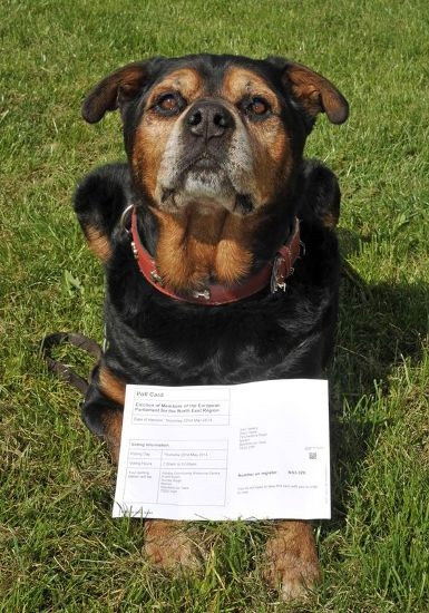 Russell dự định sẽ đưa chú chó đi bỏ phiếu