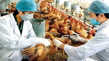 “Diễn biến dịch cúm gia cầm A/H5N1 ở các tỉnh phía Nam rất phức tạp” - 2 Ông Phạm Văn Đông – Cục trưởng Cục
Thú y