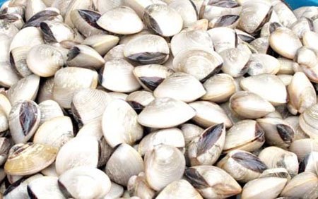 Nghêu chứa khuẩn gây ngộ độc, thức ăn chăn nuôi từ Trung Quốc chứa axit - 1 Phát hiện 1 mẫu nghêu chứa khuẩn Samonella gây ngộ độc (Ảnh minh họa)