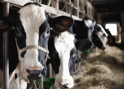 Tín hiệu báo cháy được phát ra khi máy bay đang chở gần 400 con bò