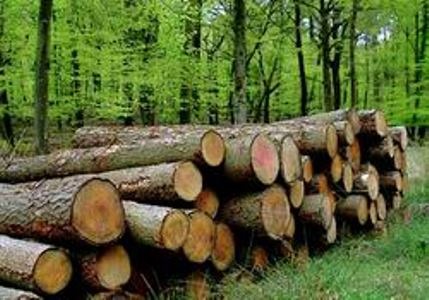 Khai thác gỗ hợp pháp: Cần thay đổi nhận thức của người dân - 2 Gỗ hợp pháp không phải là gỗ khai thác từ rừng tự nhiên (Ảnh minh họa)
