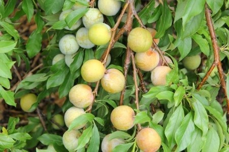 Úc hỗ trợ nâng cao thu nhập cho nông dân nghèo vùng Tây Bắc - 2 Mận Sơn La là một trong 4 loại quả ôn đới được dự án hỗ trợ phát triển thị trường (Ảnh minh họa)