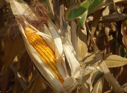 Một nghịch lý đau lòng trong ngành khoa học Việt - 2 GS.TS. Lê Đình Lương,
Chủ tịch Hội Di truyền học Việt Nam (Ảnh: T. Nguyên)